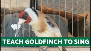 Goldfinch Song for Training 🔊 (Goldfinch Singing Stimulation)