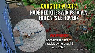 Huge Red Kite swoops for cat's leftovers (not for the squeamish)