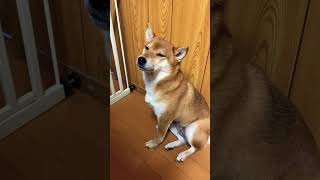 お世話中に舌を噛まれたモカお母さん #柴犬 #shorts