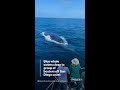 lucky whale watchers treated to a show off california coast abc news