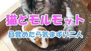 【猫とモルモット】目覚めたら気まずい二人  我が家のペット