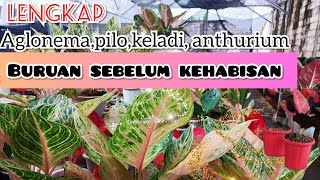 BANYAK PROMO MENARIK‼️BUNGA AGLONEMA, ANTHURIUM BLACKGUNDI,JEMANI HARGA MURAH DAN TERJANGKAU