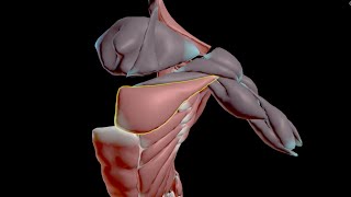 8. Muscle Properties Node