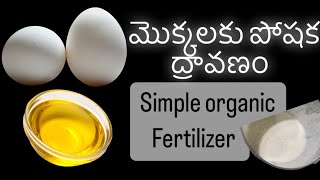 Organic fertilizer for our plants || పోషక ద్రావణం మా మెుక్కలకు #gardening #eggs #fertilizer