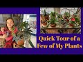 Quick Tour of a Few House Plants #shorts #houseplant #indoorgarden