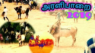 அரளிபாறை மஞ்சுவிரட்டு 2019 | விளையாட்டு காளைகள் | Aralliparai Manjuvirattu 2019