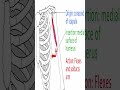 Anatomy: Coracobrachialis #shorts