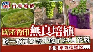 內地瘋傳國產香印「陽光玫瑰」農藥問題引關注 網媒：打足24次農藥都未超標？即睇資深果商點講！