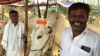 Farmer Raju from Channapatana owning Beautiful Hallikar Bulls @Magadi Cattle Fair 2024