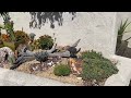 succulent pocket garden maintenance la mesa