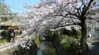 KYOTO JAPAN　京都観光の桜・満開の枝垂桜の名所 Weeping cherry trees spots in Kyoto 半木の道、平安神宮、京都府立植物園、 原谷苑。花の