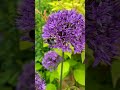 Alliums: Perfect Flowers & Great Pollinators #shorts