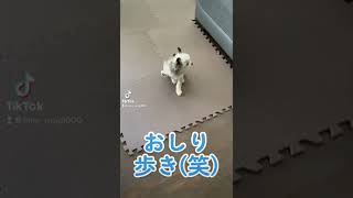 ワンちゃんのおしり歩き(笑)【極小チワプー】