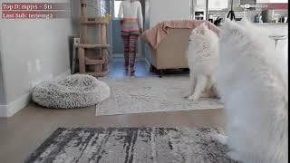 Alinity's dogs stare at the cheeks