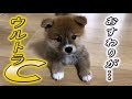 最高得点のおすわりが出来る子でした　コンソメのとっておき　ミックス犬 [ポメ柴]