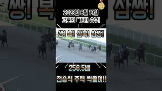 삼쌍 256.5배 전승식 주력! 싹쓸이! 🐎경마! 서울💣폭탄! 노림수! 👍판때기 찢었다!! #강호 #강호경마 #경마방송