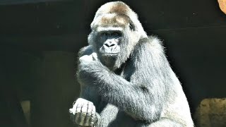 トト・・・（Toto・・・）　上野動物園　ニシゴリラ