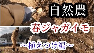 【自然農】春ジャガイモ定植　植え方【つきよみ自然農園】2022年3月2日厚木市小野畑にて