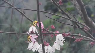 鄒浮安-高雄六龜-一貫道天台山道場-賞花旗木花2019.3.7