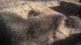 The 52 Week Gardener - WK 1/4  2014 - Hay Bale Gardening - Day One