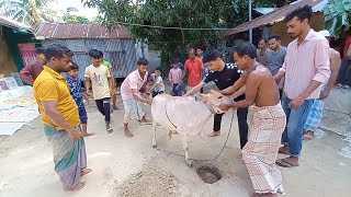 আপনি জেনেও নিতে পারেন,কিভাবে কোরবানির গরু জবাই করতে হয়।