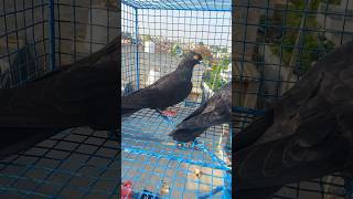 Apne new kale shah kabootar #pigeonlover #kabootar #trending #viral #shorts