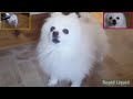 Imagine Doggos - Thunder. 1 hour