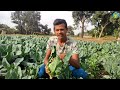 sakata seeds white crystal cauliflower सबसे अच्छी किस्म फूलगोभी की और सबसे अच्छा उत्पादन