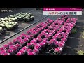 【ハボタン出荷最盛期】　生け花や門松などの正月飾りに　三重・紀北町