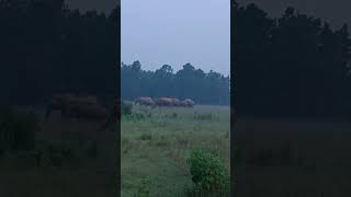elephant attack । elephant #elephant #africanelephant #elephantattack #wildelephant #animal