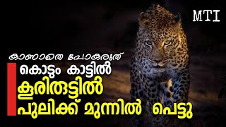 bandipur I കൊടുംകാട്ടിൽ  പുലിക്ക് മുന്നിൽ  I Leopard sighting #bandipurnationalpark #mti #savenature