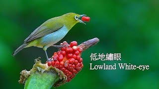 低地繡眼(巴丹綠繡眼)/Lowland White-eye