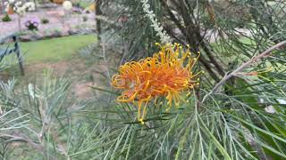 Grevilleas.                 Grow native plants