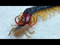 episode 3 the battle of a stubborn scorpion：scorpion vs centipede（第三集）一只倔强小蝎子的战斗：蝎子vs蜈蚣