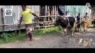 Cow unloading, cow videos,cow video,big cow,goru hamba cow,Gabtoli,Paragram[Ep -22](Kurbani Eid2022)