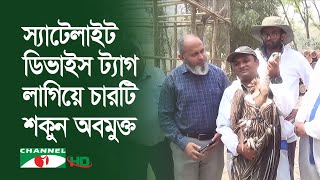 দেশে প্রথমবারের মতো স্যাটেলাইট ডিভাইস ট্যাগসহ চারটি শকুন অবমুক্ত