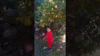 #shortvedio #avani  #viralshorts #cutebaby #babyactivity #yehasiwadiya #lemon#plants #phadiswag