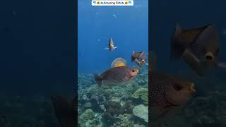 fish pool nature | amazing fish |Fish nkjvm| ctv