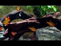 the ultimate tetra red cherry tetra care and breeding