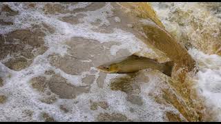 Filberthaugh - Improving fish passage
