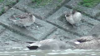 N0289　大分川　強い風　コガモ　オカヨシガモ　Oita River　Strong Wind　Teal　Gadwall