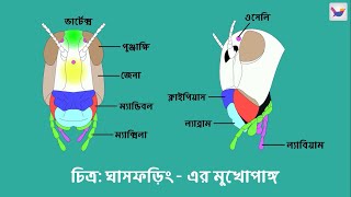 ঘাসফড়িং এর মুখোপাঙ্গ, বক্ষ, উদর | HSC Biology 2nd | Shikho