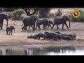 Unlikely Encounter: Elephant Herd Meets Sleeping Hippos