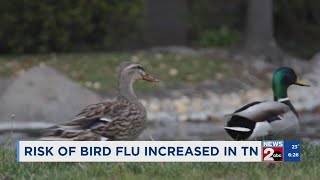 Risk of bird flu increased in TN