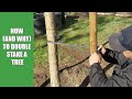 How (and Why) to Double Stake a Tree