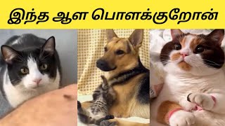 😝வேலை வெட்டி இல்லாதவன்😁#animalmindvoice #trendingvideo #viralvideo