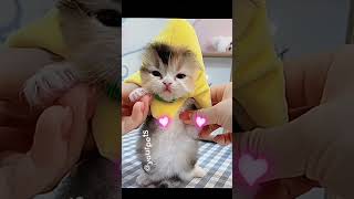 Kucing gemas maksima #catlover #cute l😻🥰 #cat #oyenbarbar #kucing #oyenlucu #kucinglucu