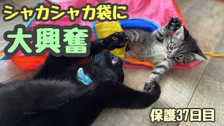 シャカシャカ袋に大興奮＆お姉ちゃんとお昼寝　生後46日目【ももちゃん日記34】Kitten excited about Shaka Shaka pass-through bag.