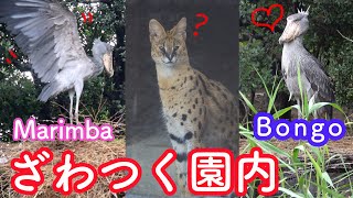 ハシビロコウのマリンバ、他の動物たちもなんだかソワソワ、もうすぐ閉園! ボンゴはまたクラッタリング!part32　SHOEBILL \