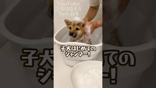 生後3ヶ月子犬はじめてのシャンプー #Shorts #shortvideo